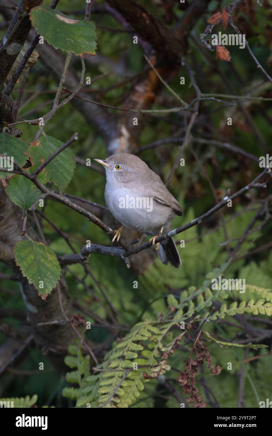 Asian Desert Warbler (Curruca nana) Winterton Norfolk Oktober 2024 Stockfoto