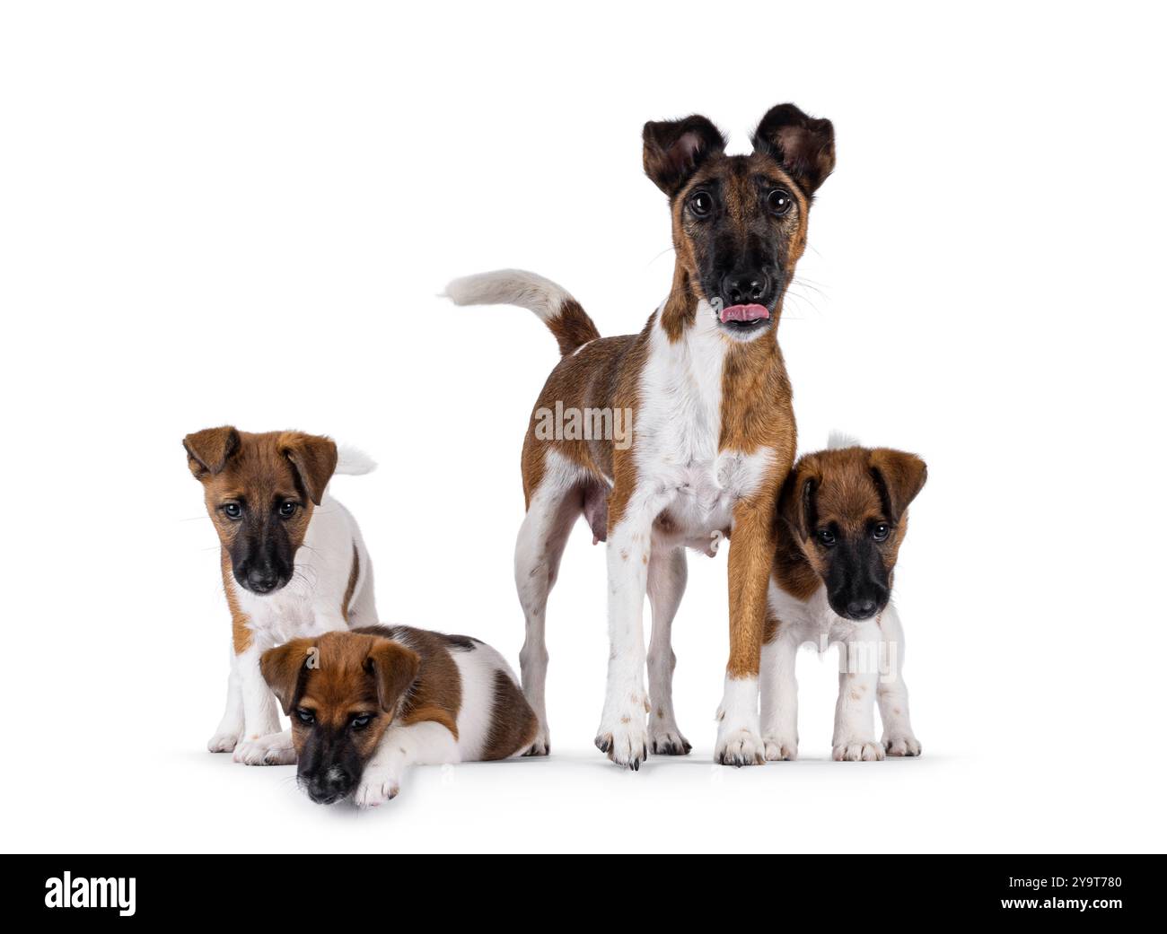Stolzer, stillender Fuchs-Terrierhund, zeigt ihre Welpen. Blick direkt auf die Kamera. Der Mund ist offen und die Zunge steht aus. Isoliert auf einem weißen Hintergru Stockfoto