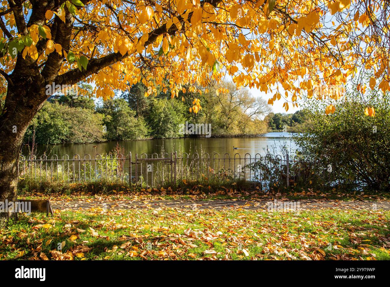 Herbstszene von Winterley Pool in der Nähe von Sandbach Cheshire Stockfoto