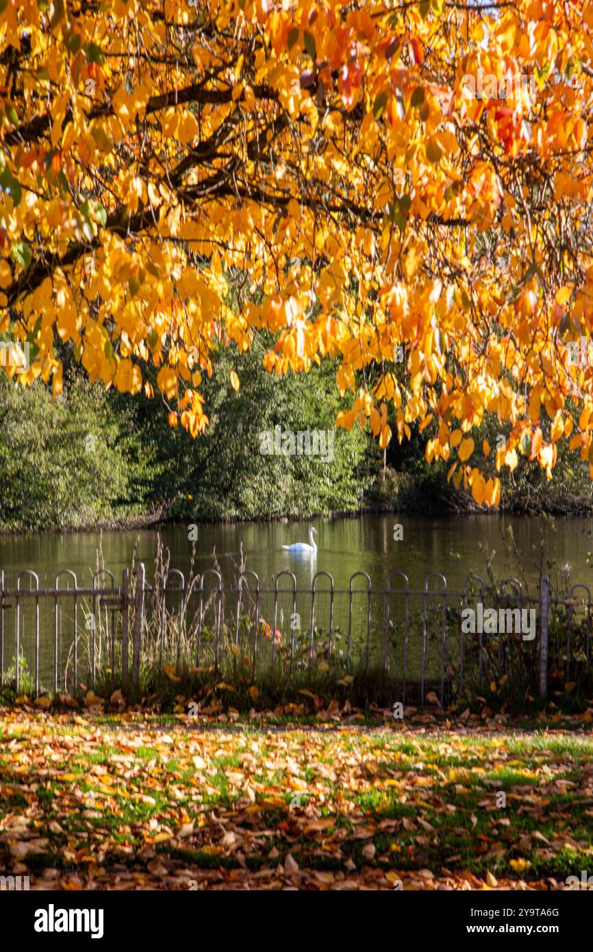 Herbstszene von Winterley Pool in der Nähe von Sandbach Cheshire Stockfoto