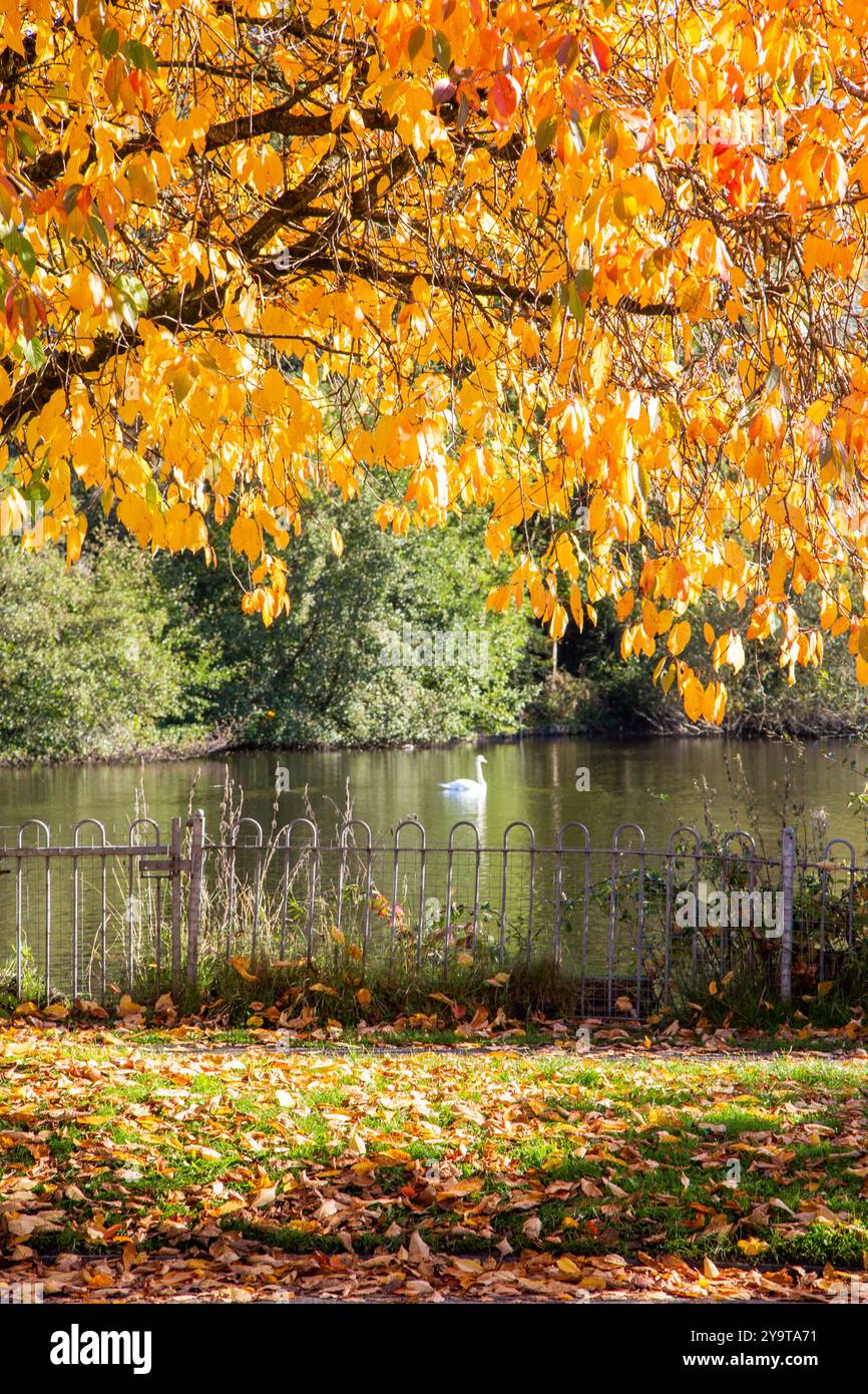 Herbstszene von Winterley Pool in der Nähe von Sandbach Cheshire Stockfoto