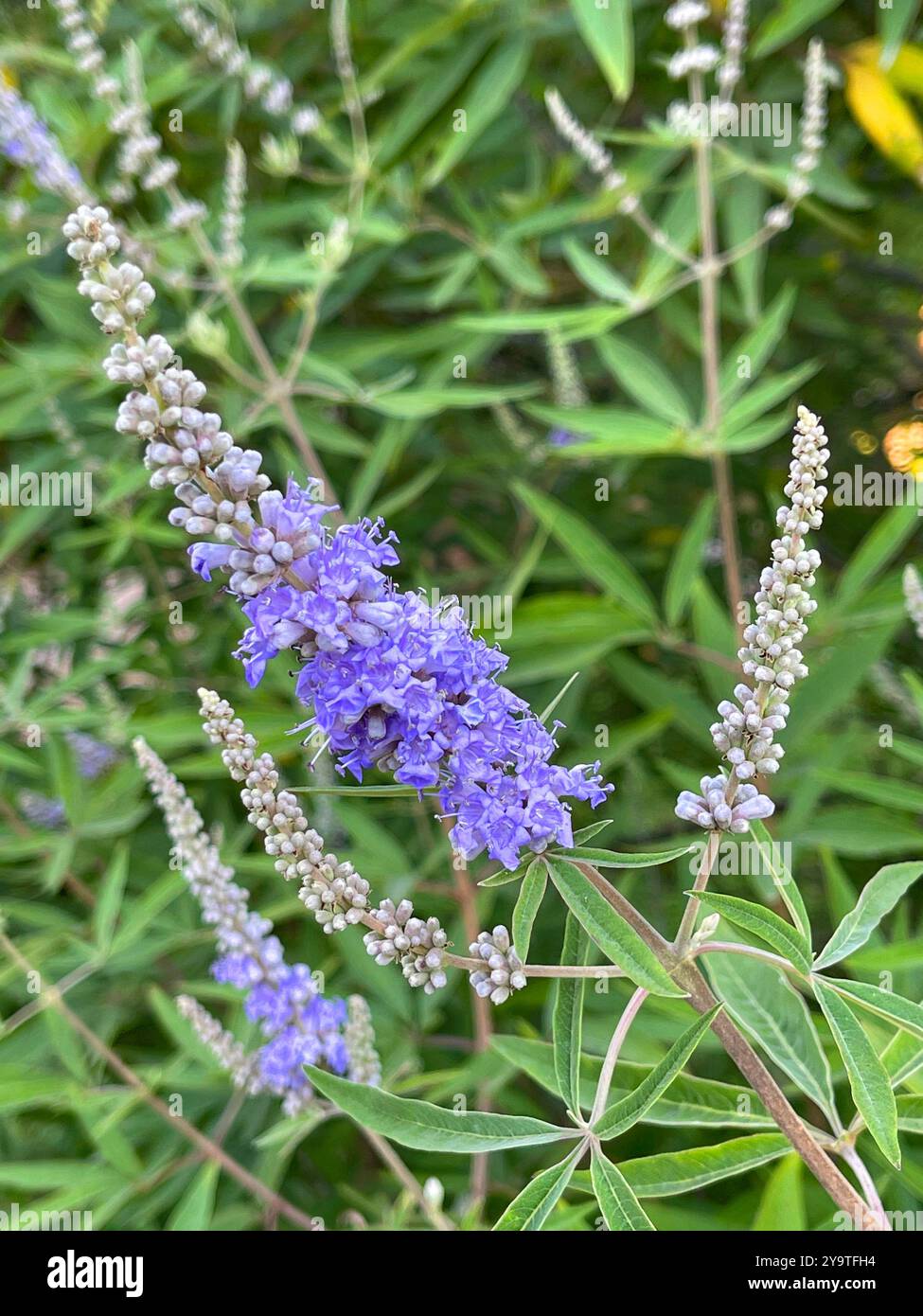 Lupinenblüten. Stockfoto