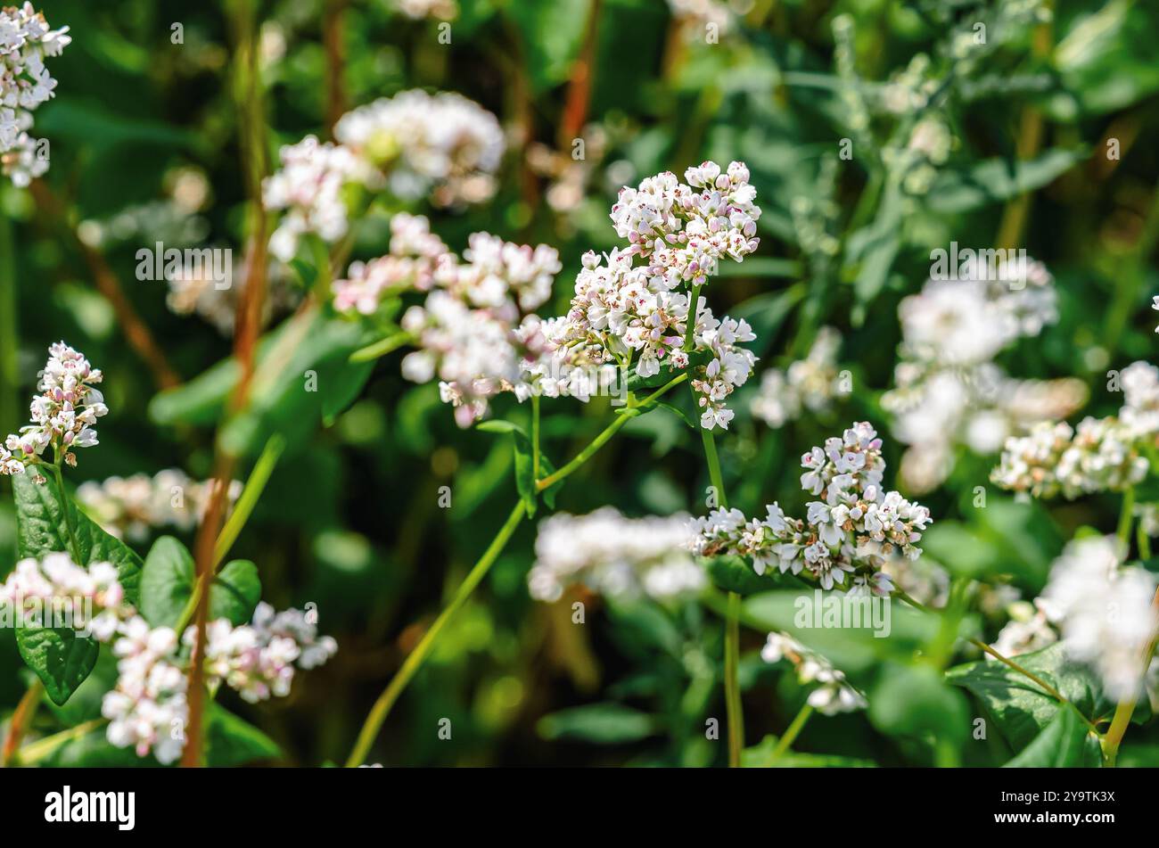 Feld des blühenden Buchweizens (Fagopyrum esculentum), Nahaufnahme. Botanische Sammlung essbarer Pflanzen Stockfoto