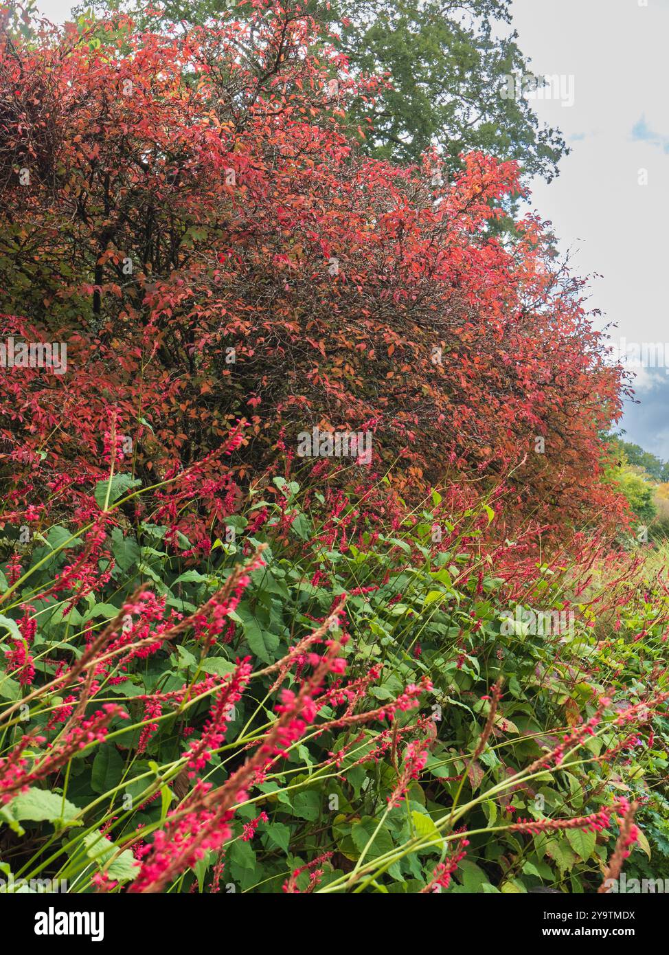 Rote Blütenspitzen von Persicaria amplexicaulis „Stier“ stehen vor dem Herbstlaub von Prunus incisa Kojo-No-Mai Stockfoto