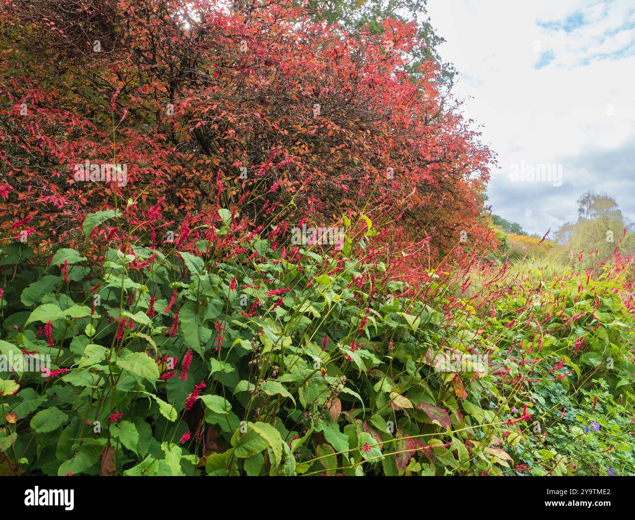 Rote Blütenspitzen von Persicaria amplexicaulis „Stier“ stehen vor dem Herbstlaub von Prunus incisa Kojo-No-Mai Stockfoto