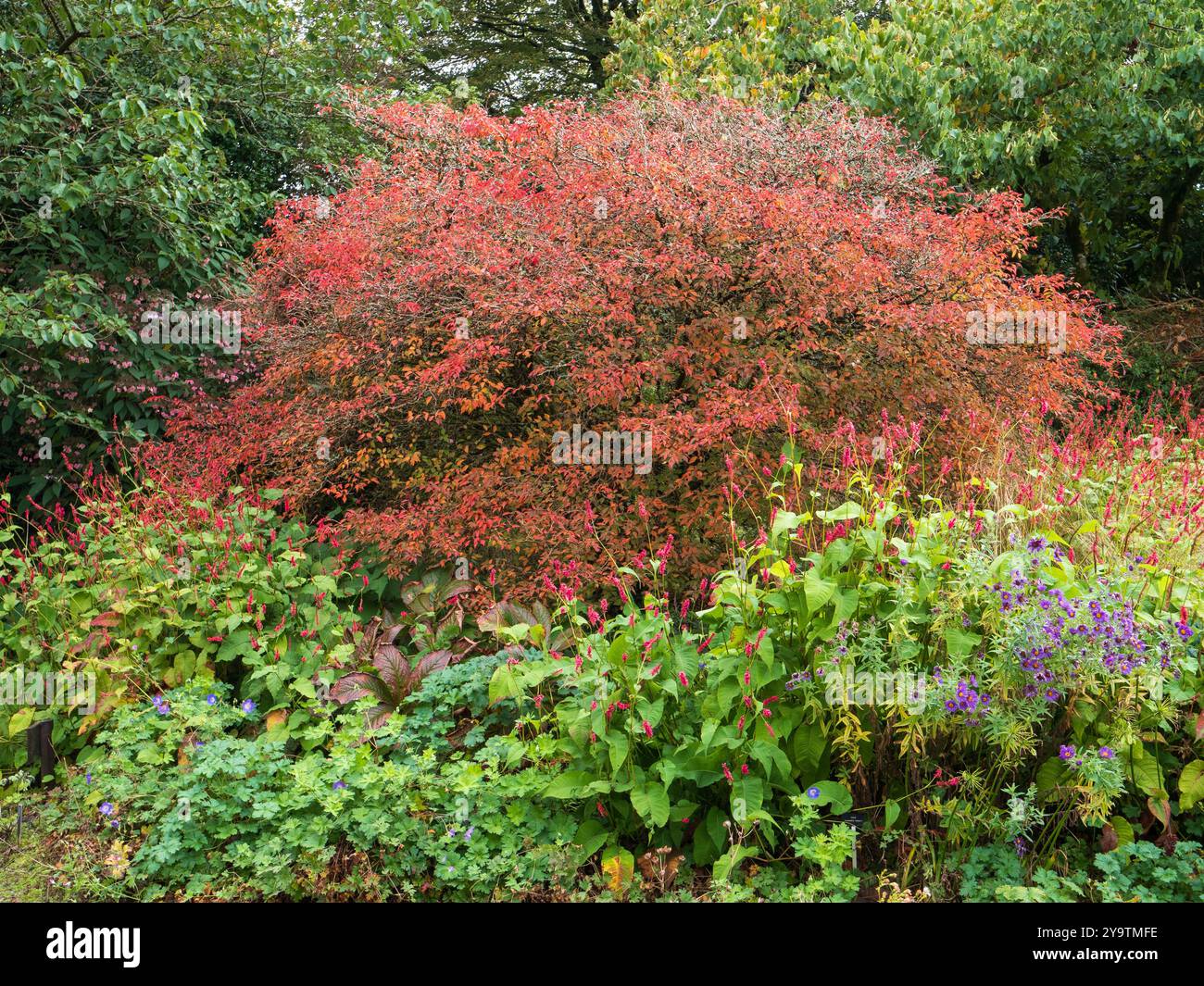 Rote Blütenspitzen von Persicaria amplexicaulis „Stier“ stehen vor dem Herbstlaub von Prunus incisa Kojo-No-Mai Stockfoto