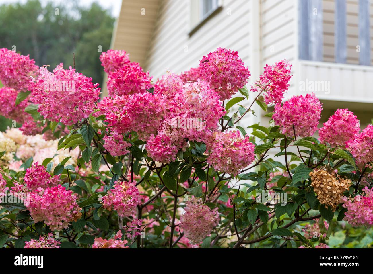 Hortensia paniculata Vanille Fraise auf einem Stamm Stockfoto