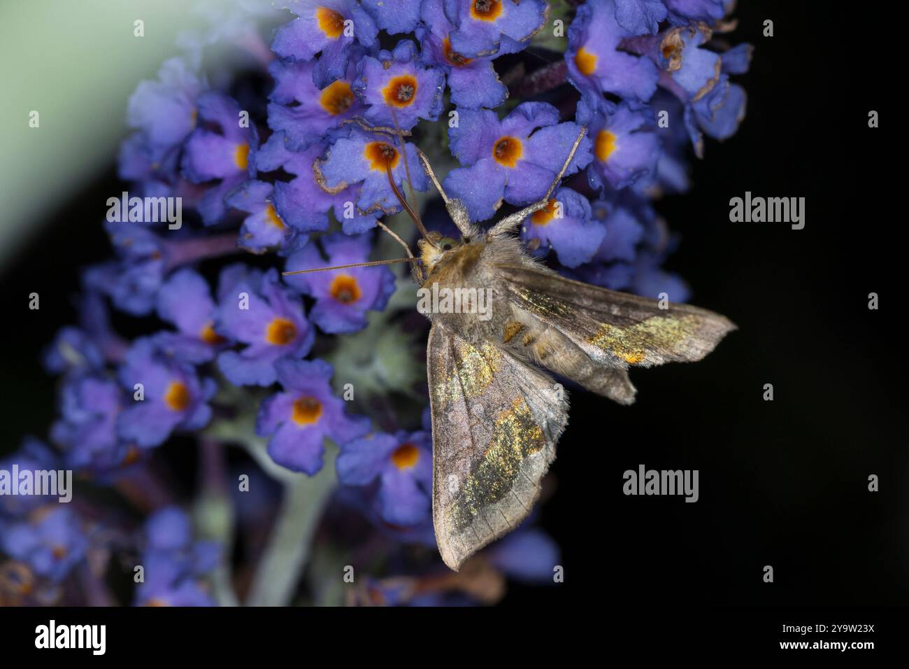 Messingeule, Blütenbesuch an Schmetterlingsflieder, Buddleja, nachts im Garten, Nacht, Dunkelheit, nachtaktiv, Messing-Eule, Diachrysia chrysitis, Plu Stockfoto
