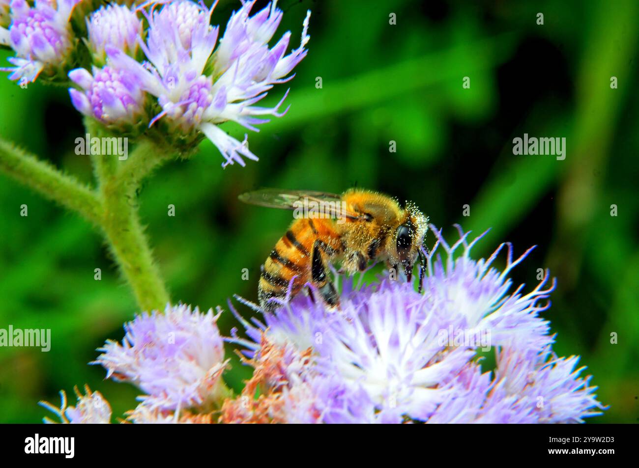 Eine afrikanische Honigbiene mit Pollen auf einer Blume Stockfoto