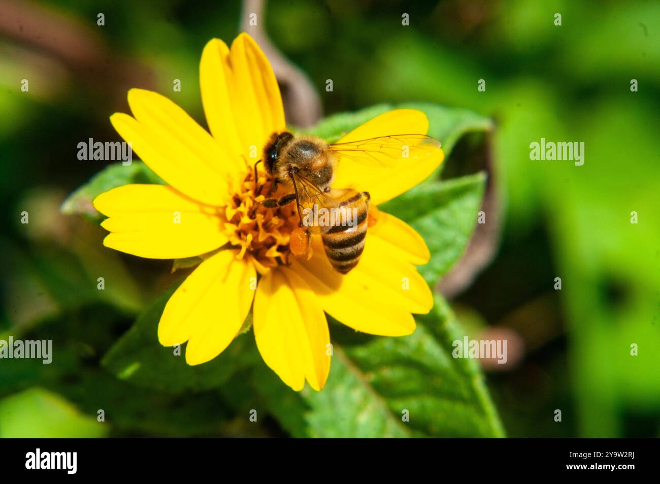 Eine afrikanische Honigbiene, beladen mit Pollen Waldaspilienblüte ( Aspilia mossambicensis ) in Kasangati, Kampala Uganda, Stockfoto