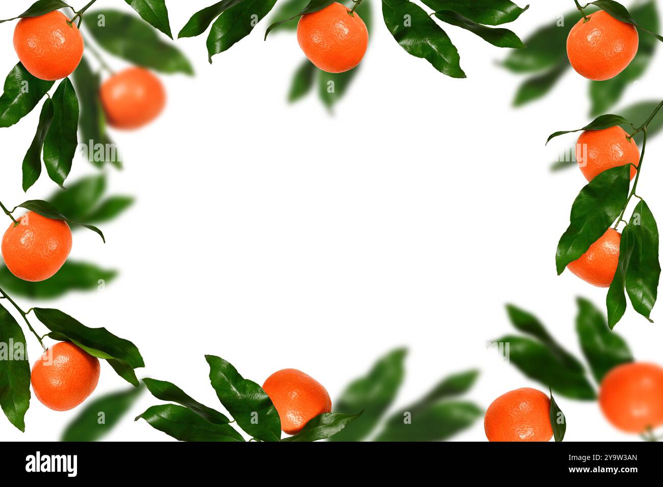 Rahmen frischer Mandarinen mit grünen Blättern. Clementine Mandarinen isoliert auf weißem Hintergrund, Kopierraum. Stockfoto