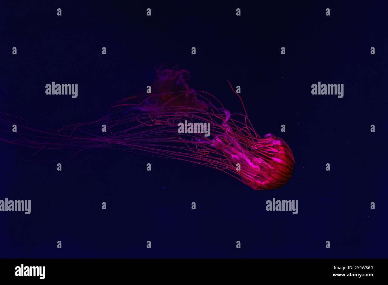 Fluoreszierende Quallen schwimmen unter Wasser Aquarium Pool mit rotem Neonlicht. Die japanische Seekessel Chrysaora pacifica in blauem Wasser, Ozean. Theriolo Stockfoto