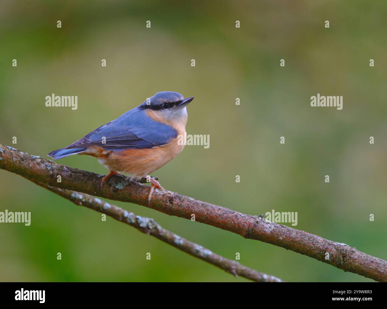 Kleiber Stockfoto