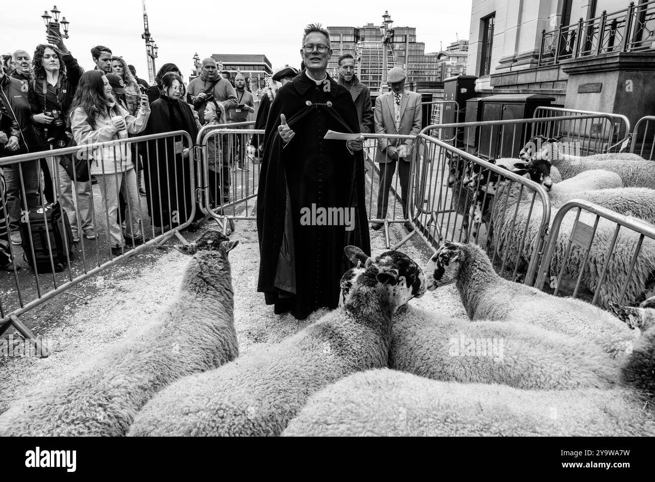 Ein Kirchenbeamter segnet die Schafe während der Segnung der Schafe, die vor dem Annual Sheep Drive, Southwark Bridge, London, Großbritannien, geht. Stockfoto