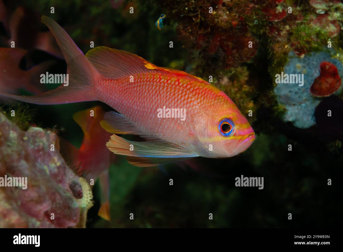 Mediterrane Feen Basslet, Anthias anthias, Cadaques, Costa Brava, Spanien, Mittelmeer Stockfoto