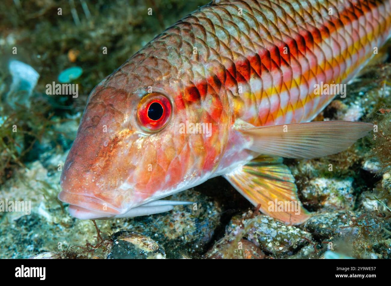 Meerbarbe, Mullus surmuletus, Cadaques, Costa Brava, Spanien, Mittelmeer Stockfoto