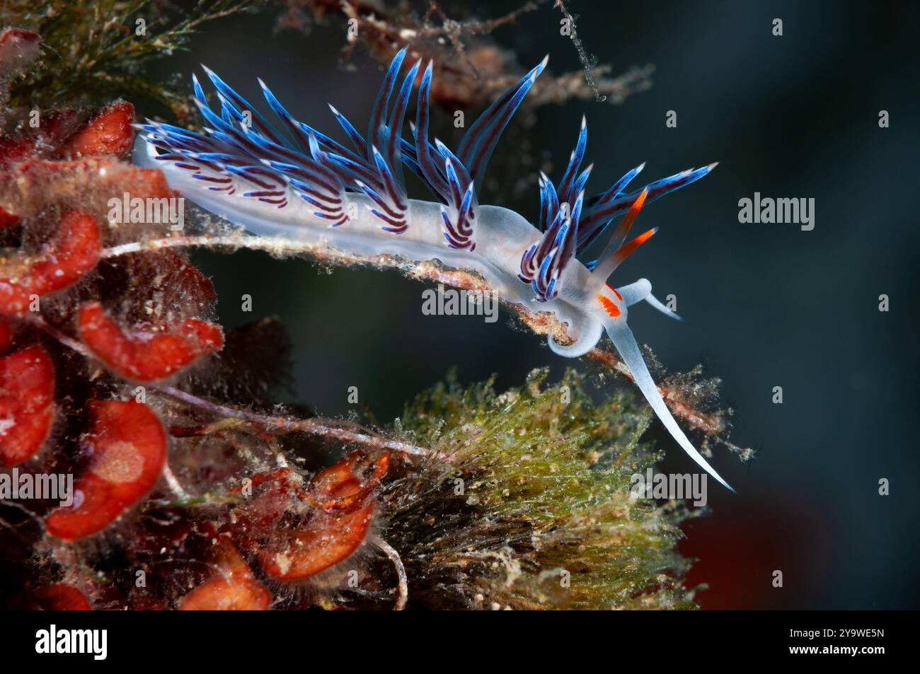 Cratena Slug, Cratena peregrina, Cadaques, Costa Brava, Spanien, Mittelmeer Stockfoto