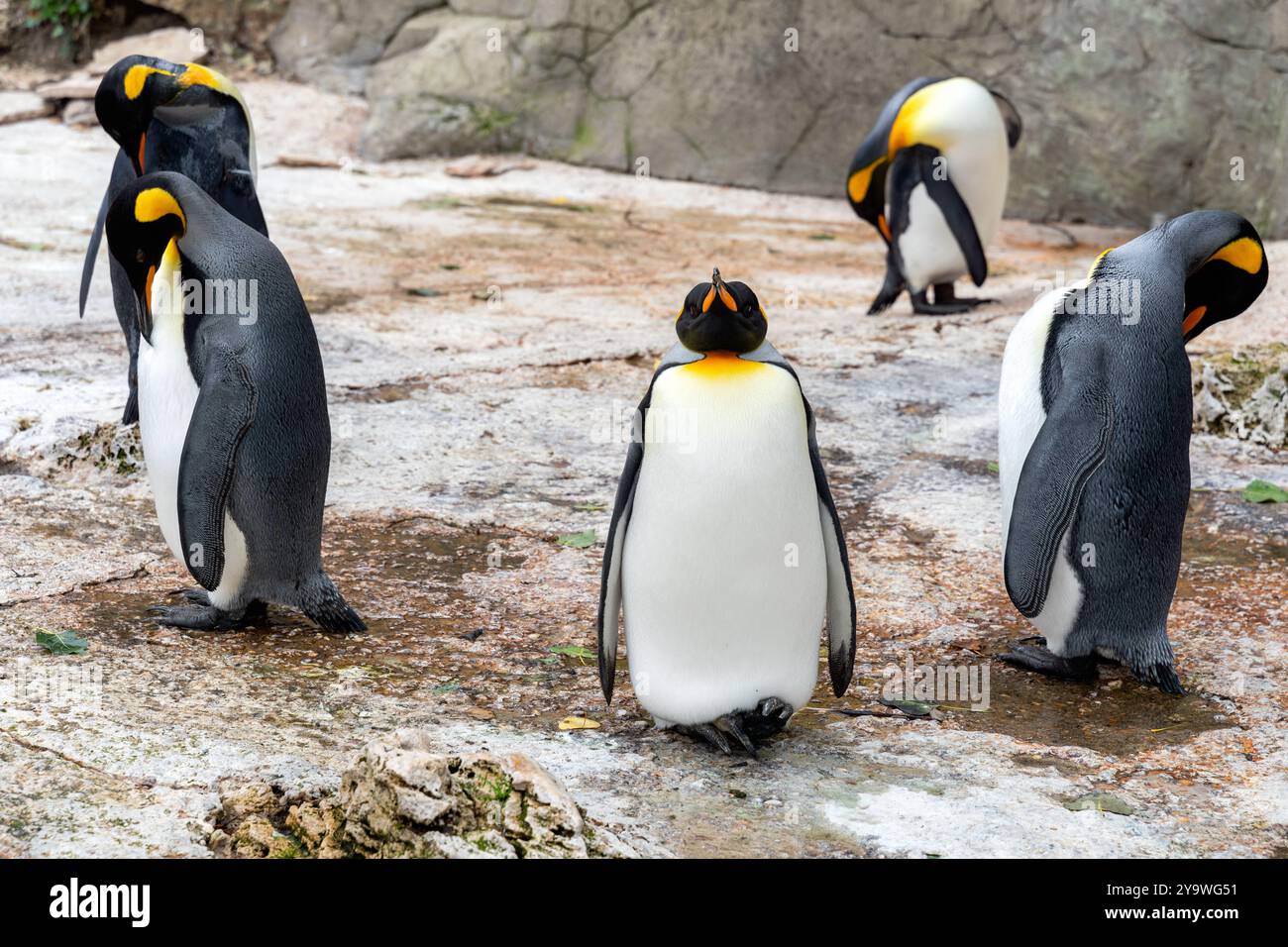 Cotswolds, England - 18. Juli. 2020: Pinguine in tänzerischer Pose Stockfoto