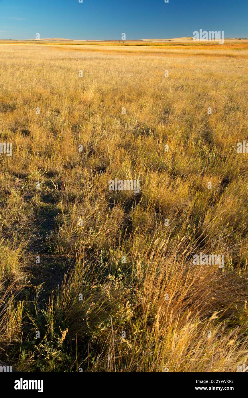 Prairie Grassland, Benton Lake National Wildlife Refuge, Montana Stockfoto