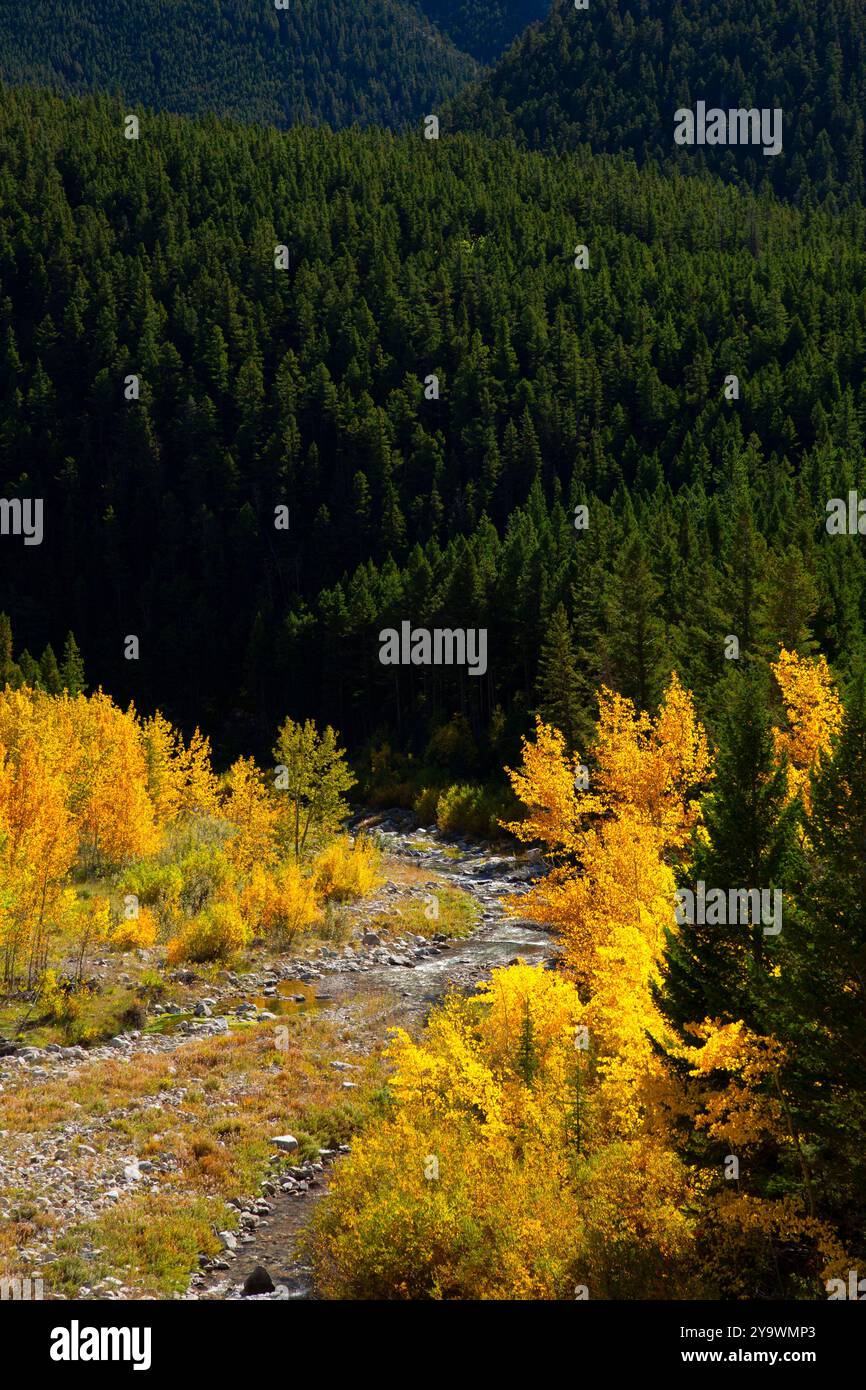 South Fork Teton River im Herbst, Lewis and Clark National Forest, Montana Stockfoto