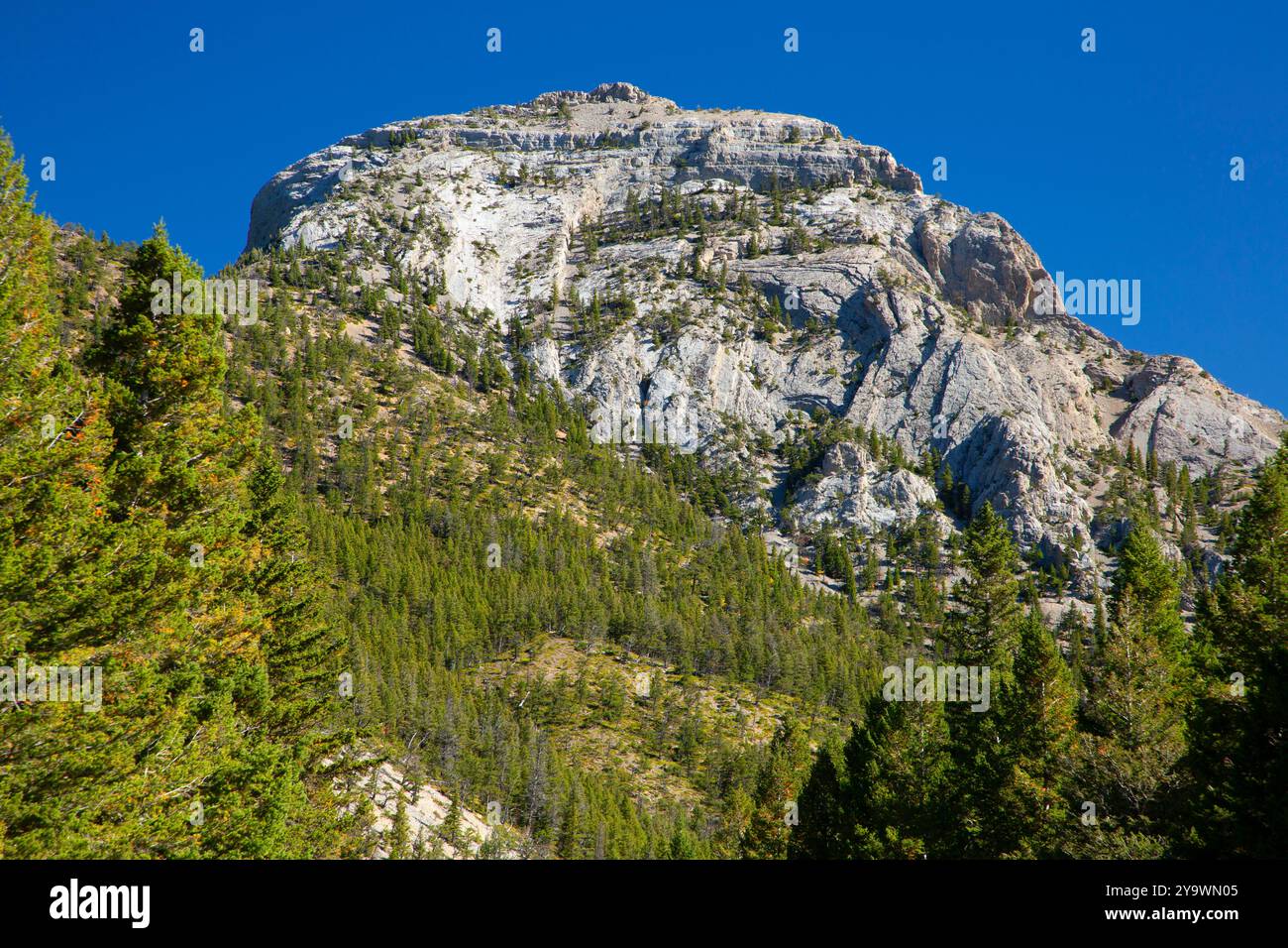 South Fork Teton River Canyon, Lewis and Clark National Forest, Montana Stockfoto
