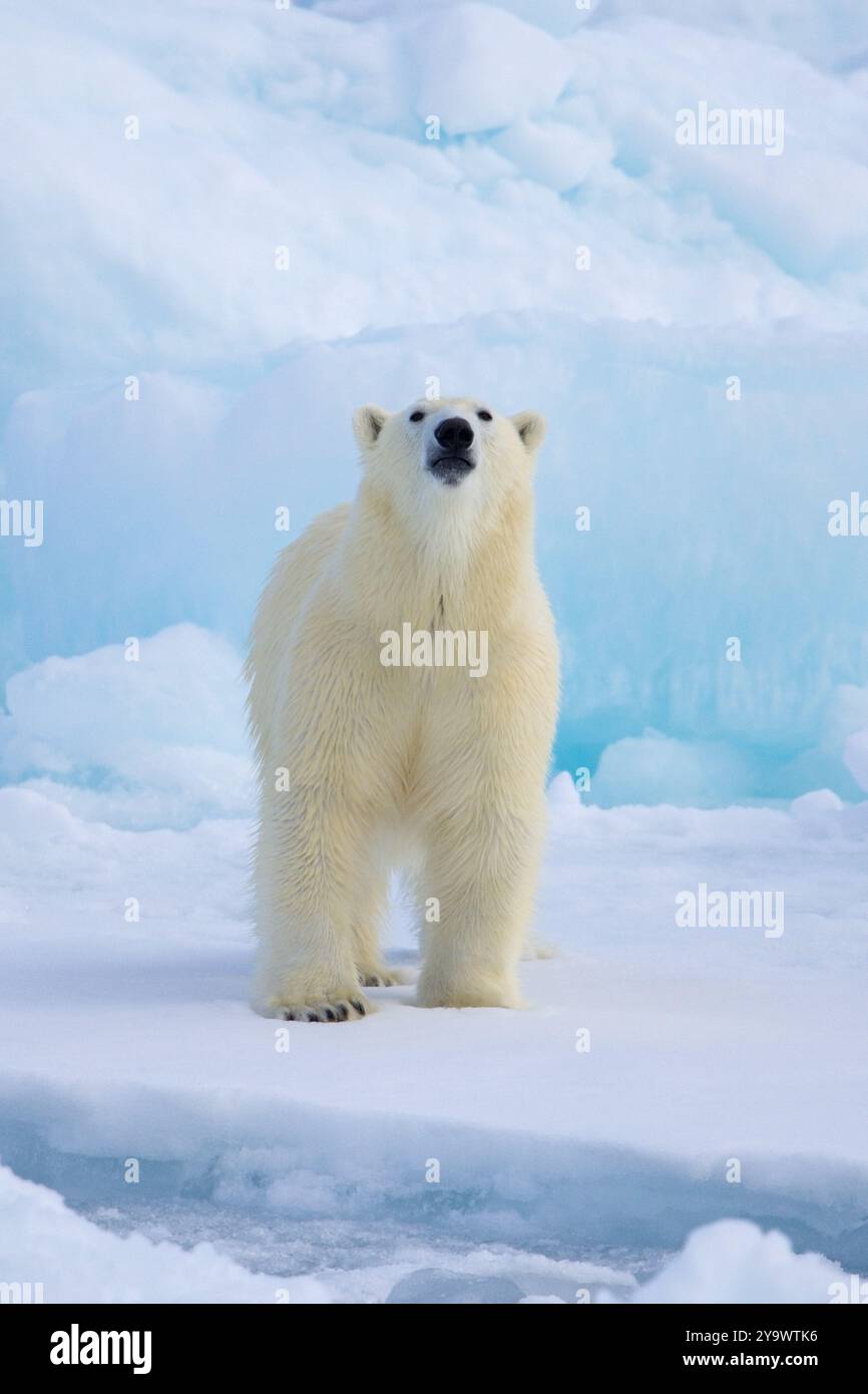 Einsamer Eisbär (Ursus maritimus) jagt auf Packeis und nimmt im Arktischen Ozean entlang der Svalbardküste in Spitzbergen, Norwegen, den Geruch von Beute auf Stockfoto