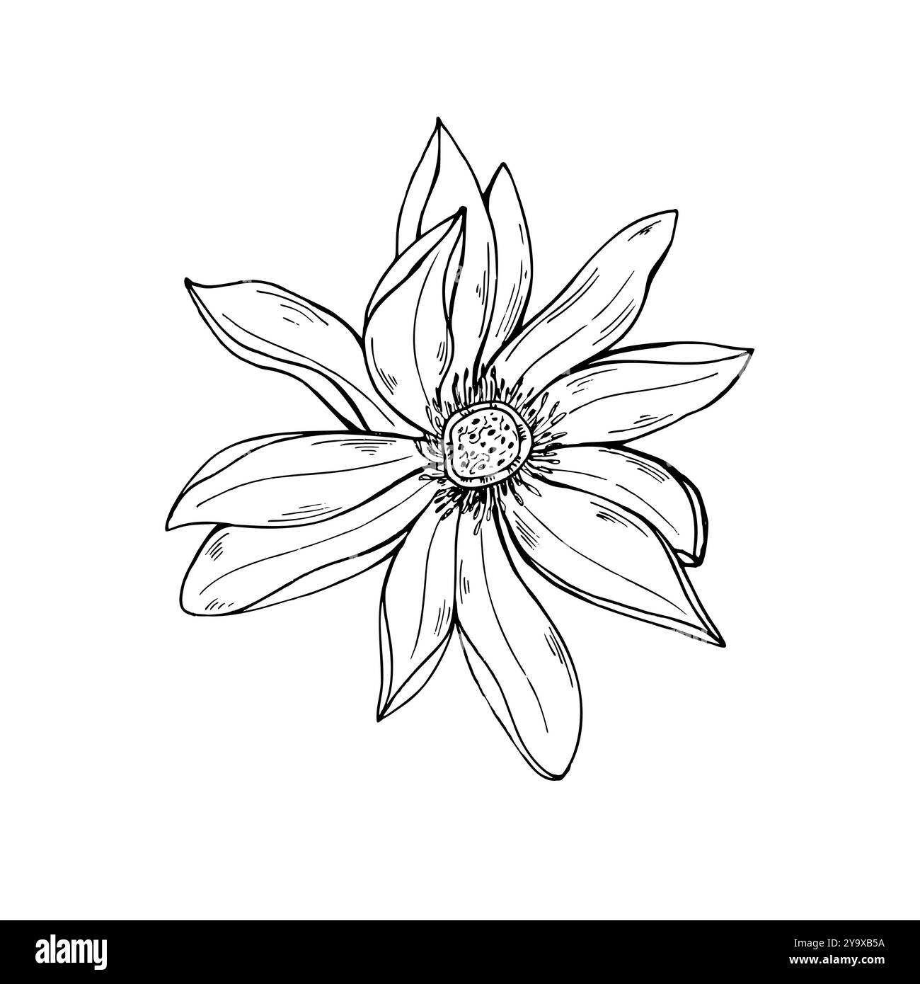 Einzelne tropische blühende mehrblättrige Lotosblume Vektor handgemalte Illustration. Asiatische Wasserlilie Kopf realistische monochrome grafische Skizze. Stock Vektor