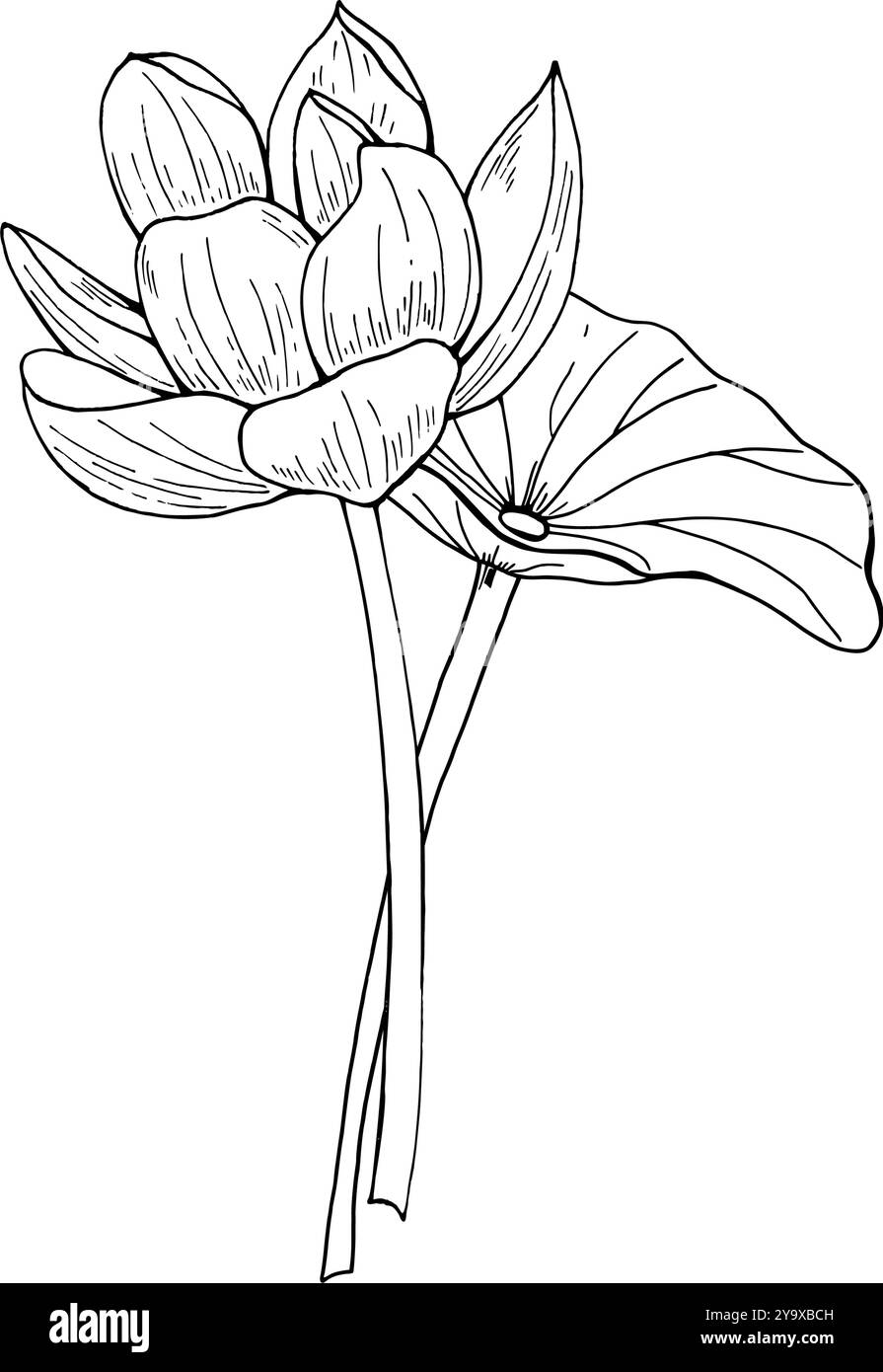 Blühende Lotosblume mit Blattbouquet Vektor-Illustration gemalt von schwarzen Tinten. Transparente Seerose am Stiel von Hand gezeichnete Ätzzeichnung Stock Vektor