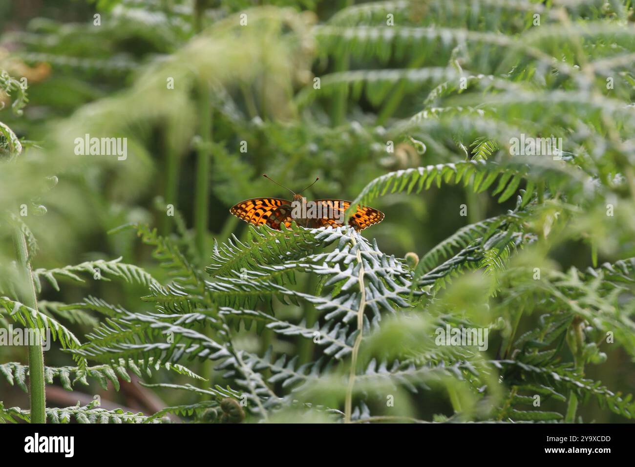 High Brown Fritillary Weibchen - Fabriciana adippe Stockfoto