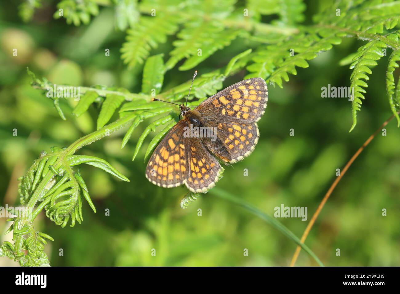 Heath Fritillary Butterfly Weibchen - Melitaea athalia Stockfoto