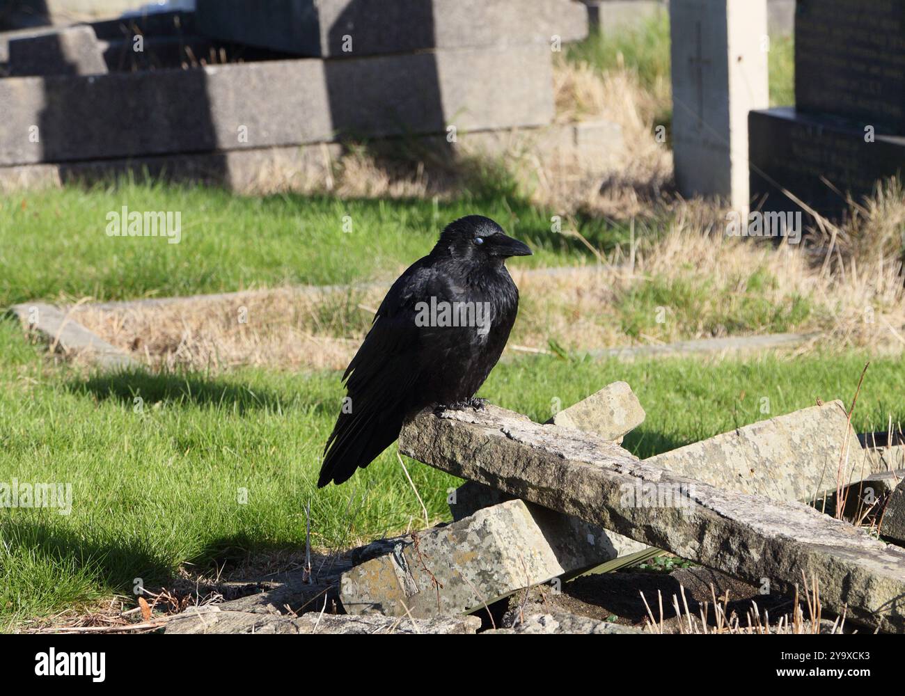 Aas Crow Corvus Corone auf einem Grabstein auf einem Friedhof England, Vogelwelt Natur Stockfoto