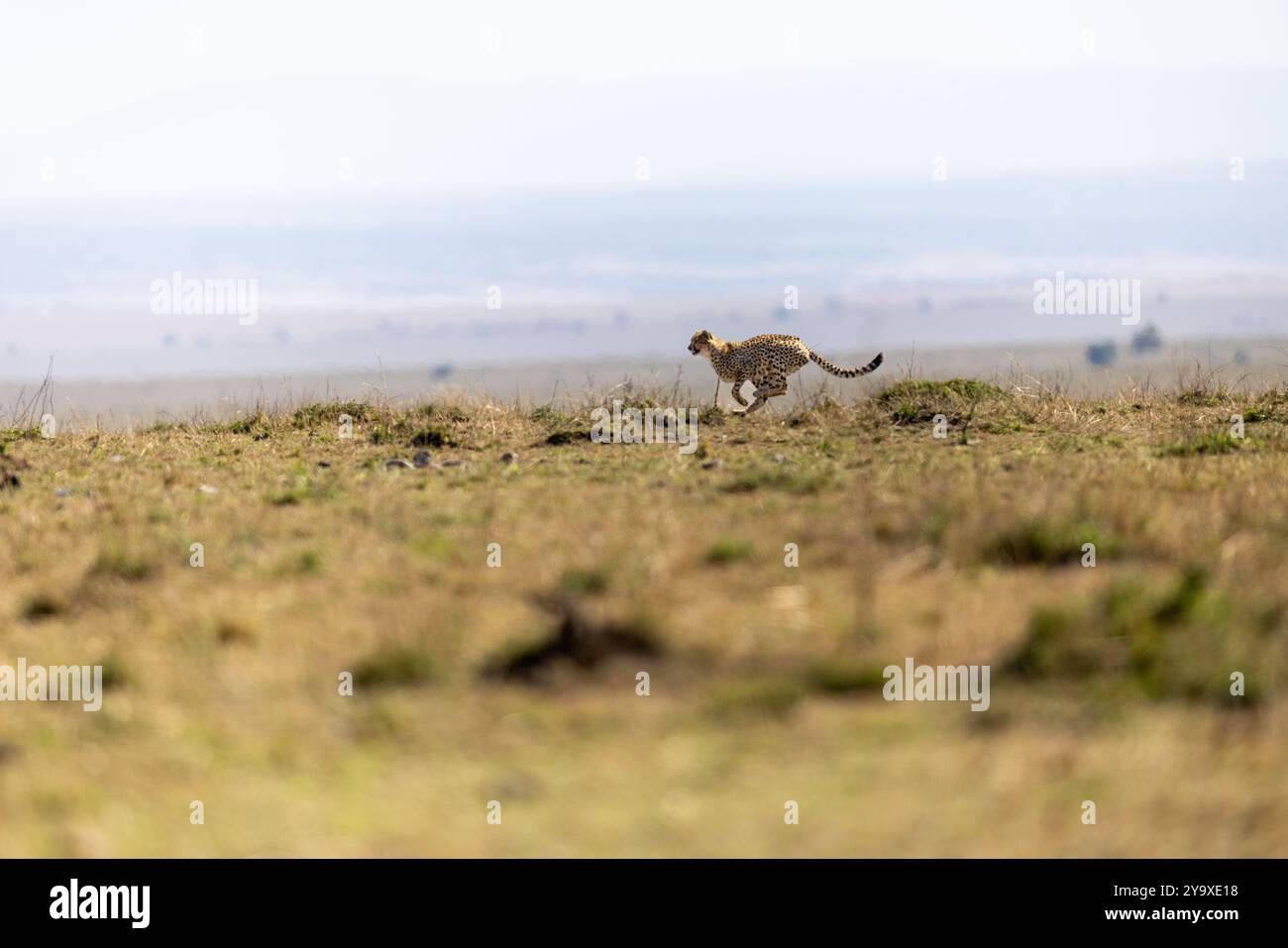 Ein majestätischer Gepard rennt schnell durch die offene afrikanische Savanne und zeigt seine Agilität und Geschwindigkeit. Der unscharfe Hintergrund betont die Bewegung und Stockfoto