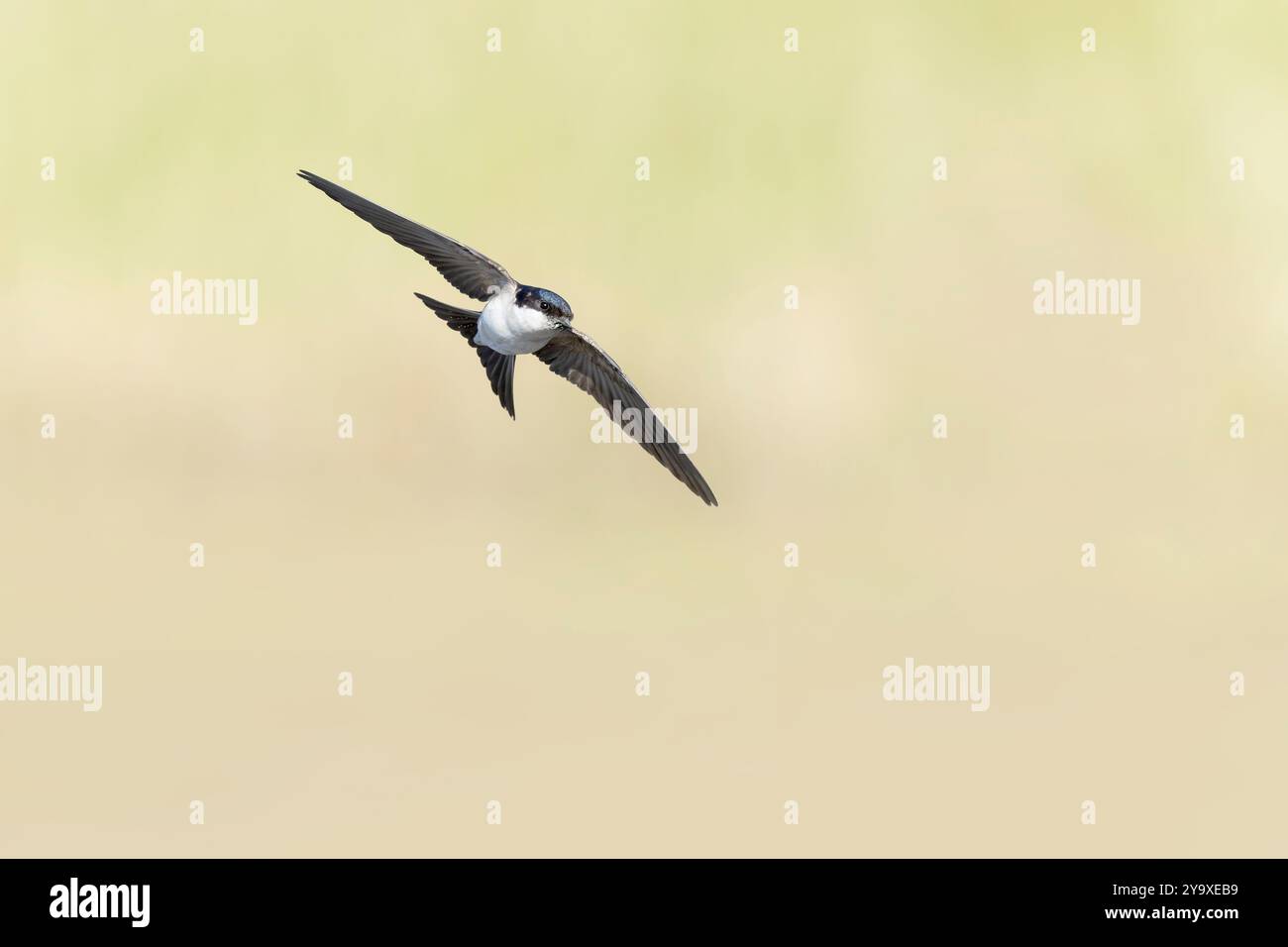 Haus martin (Delichon urbicum) im Flug. Stockfoto