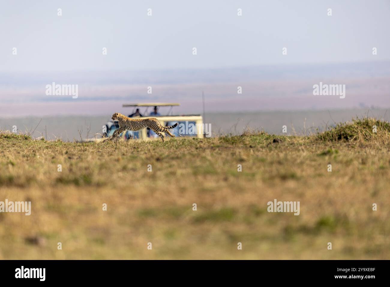 Ein majestätischer Gepard spaziert durch die weite afrikanische Ebene, mit einem Safari-Fahrzeug im Hintergrund, das die Essenz der Tierwelt und Abenteuer erfasst Stockfoto