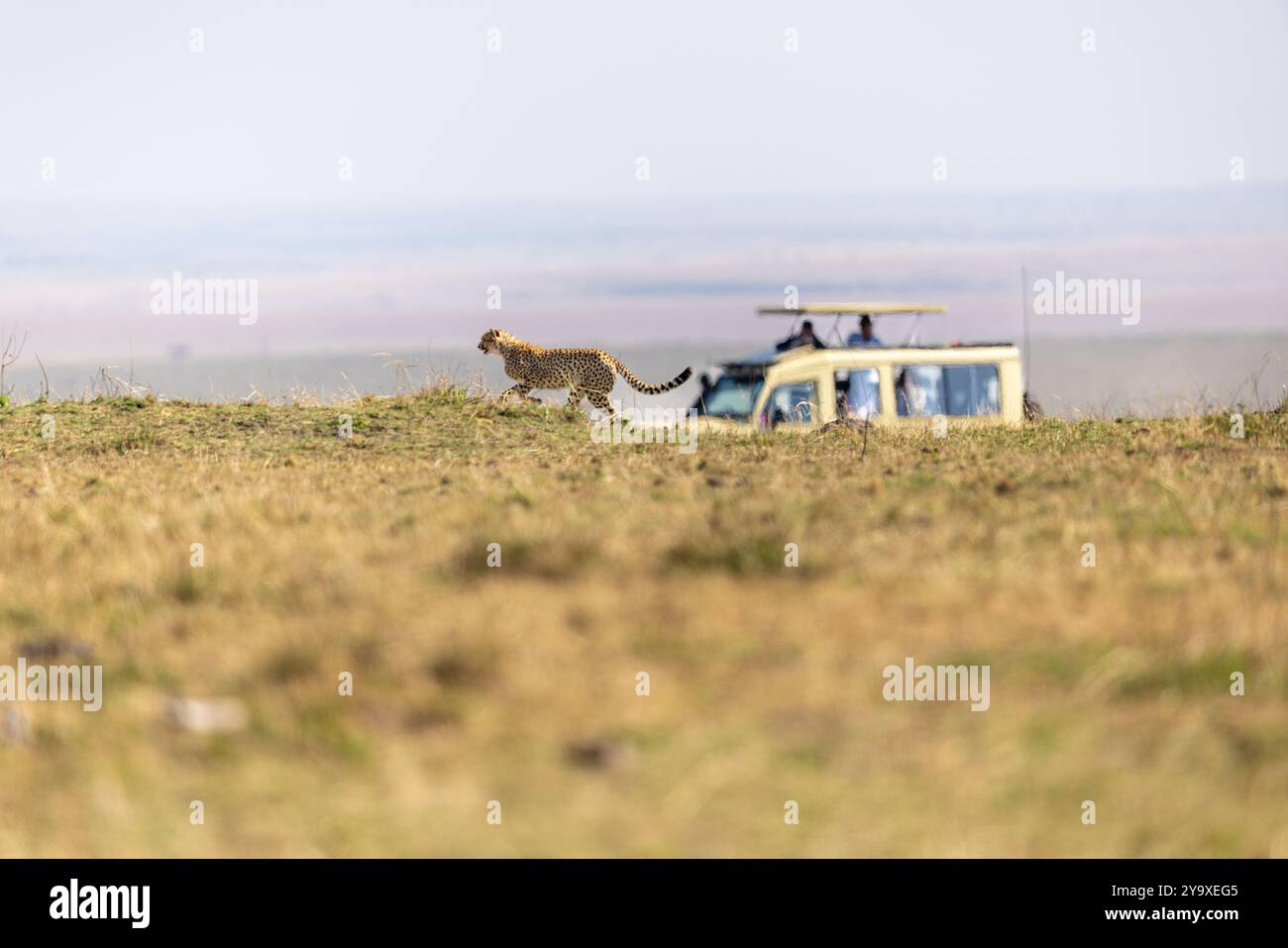 Ein Gepard streift frei durch die afrikanische Savanne, während neugierige Touristen von einem Safari-Fahrzeug aus beobachten und einen atemberaubenden Moment der Tierwelt festhalten. Stockfoto