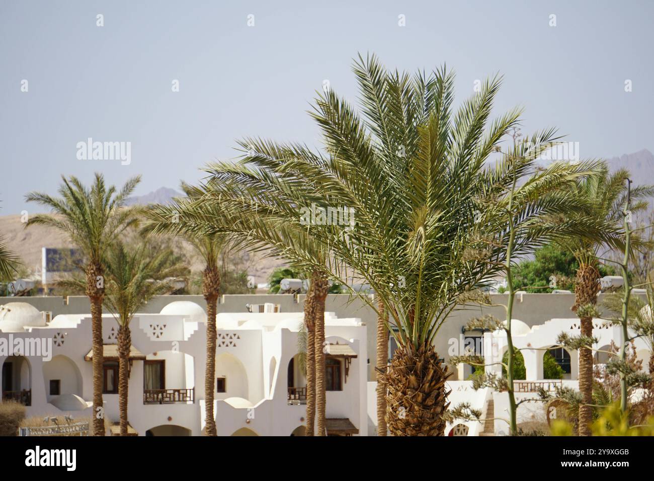 Ägyptischer Dattelbaum Stockfoto