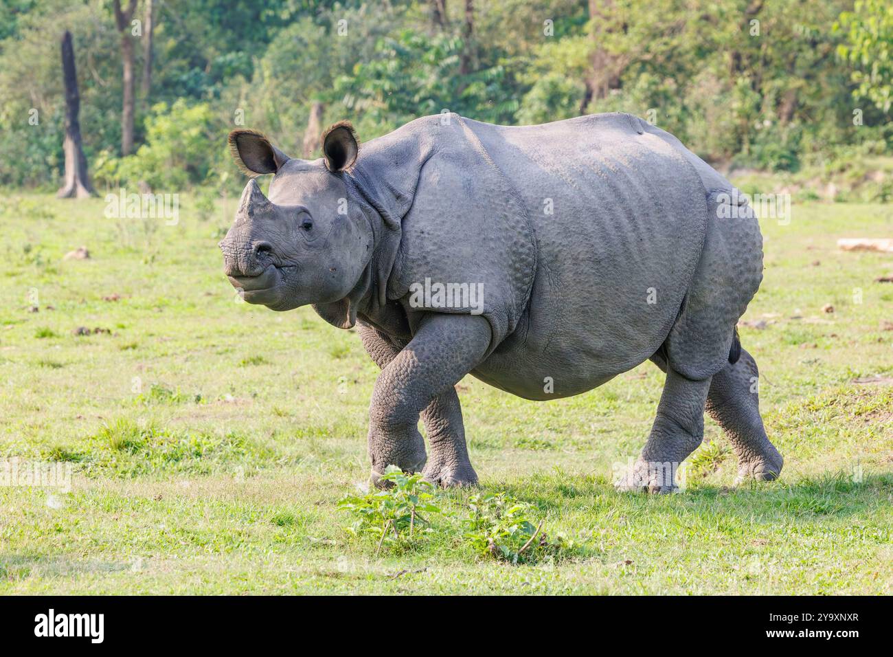 Indien, Assam, Manas Nationalpark, Indische Rhinoceros (Rhinoceros unicornis), auf der Ebene Stockfoto