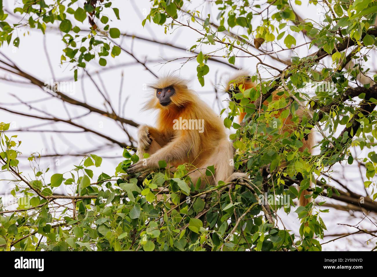 Indien, Assam, Manas National Park, Golden langur oder Gee's semnopithecus (Trachypithecus geei), suchen nach Nahrung in einem Baum Stockfoto