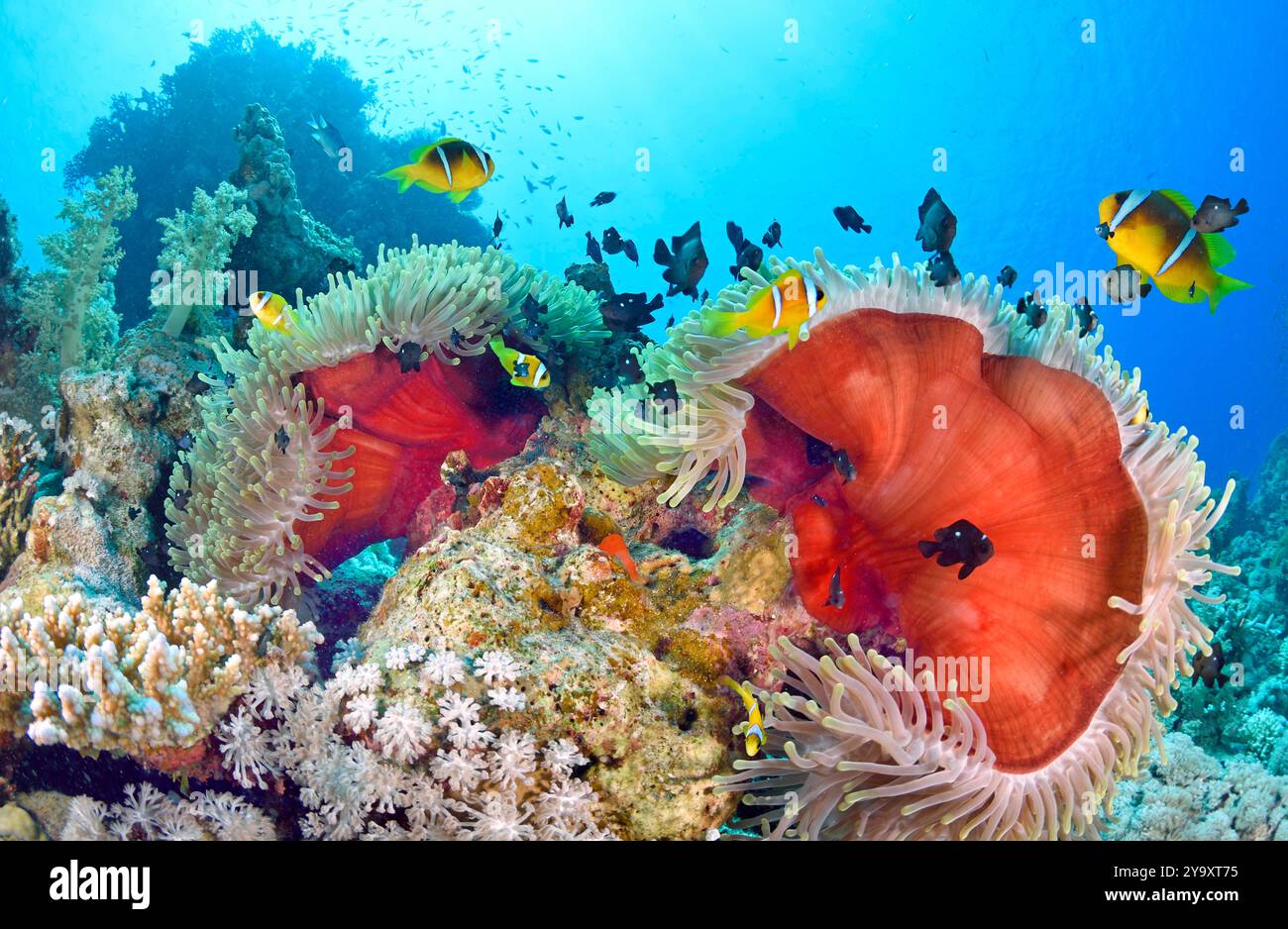 Ägypten, Rotes Meer, Anemonen des Roten Meeres (Heteractis granda) und Clownfische (Amphiprion bicinctus) Stockfoto