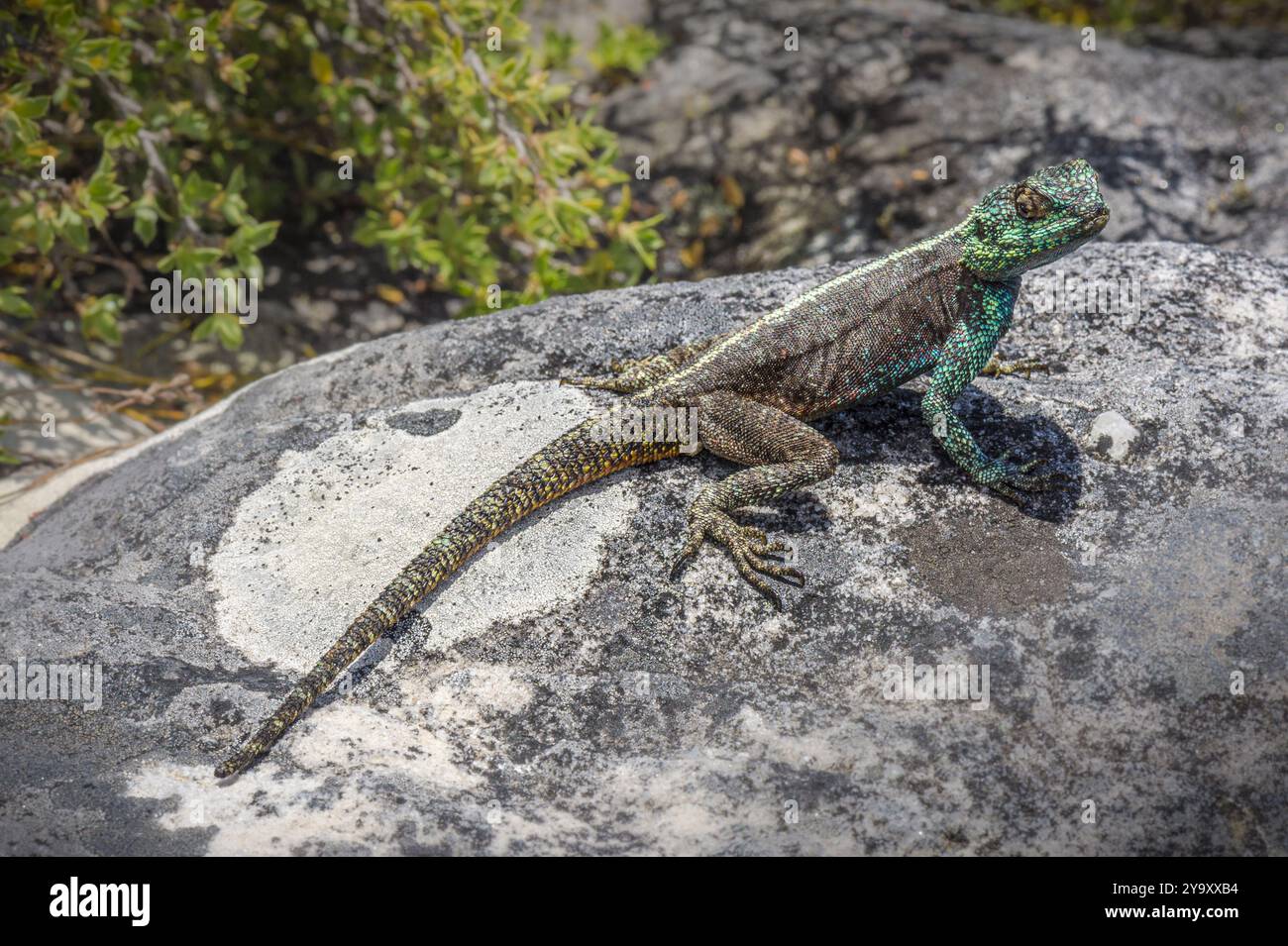 Südafrika, Westkap, Southern Rock Agama (Agama ATRA) im Table Mountain National Park Stockfoto