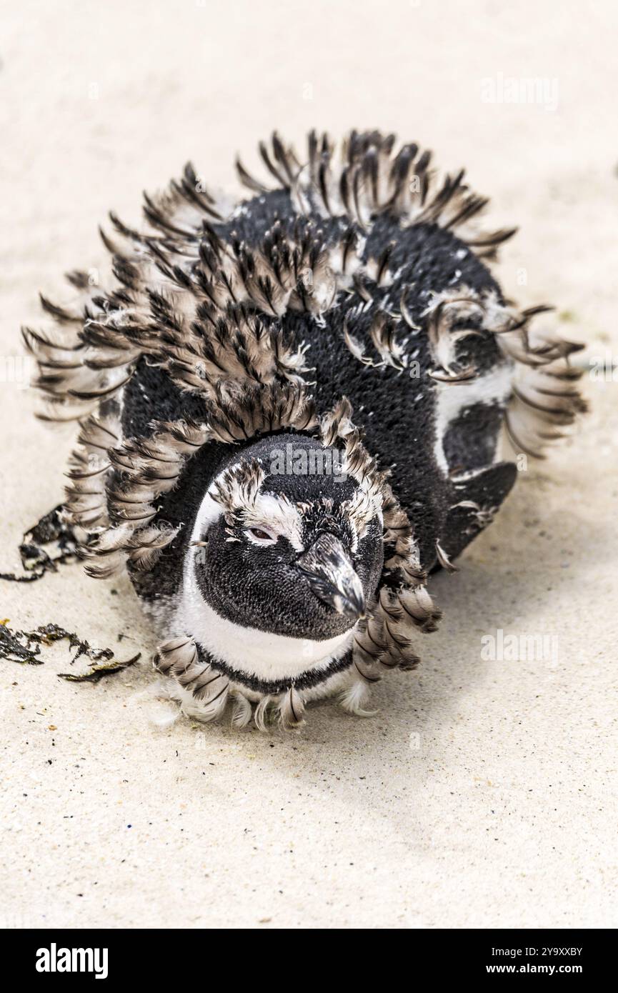 Südafrika, Westkap, Simon's Town, Boulders Beach, afrikanische Pinguine (Spheniscus demersus) Stockfoto