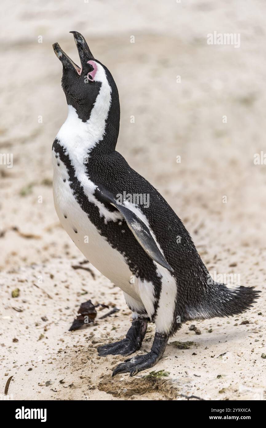 Südafrika, Westkap, Simon's Town, Boulders Beach, afrikanische Pinguine (Spheniscus demersus) Stockfoto