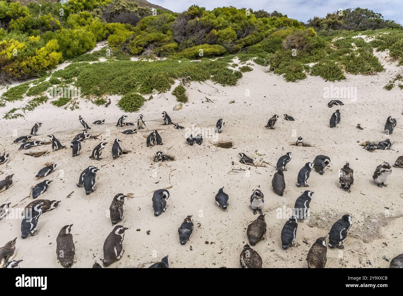 Südafrika, Westkap, Simon's Town, Boulders Beach, afrikanische Pinguine (Spheniscus demersus) Stockfoto
