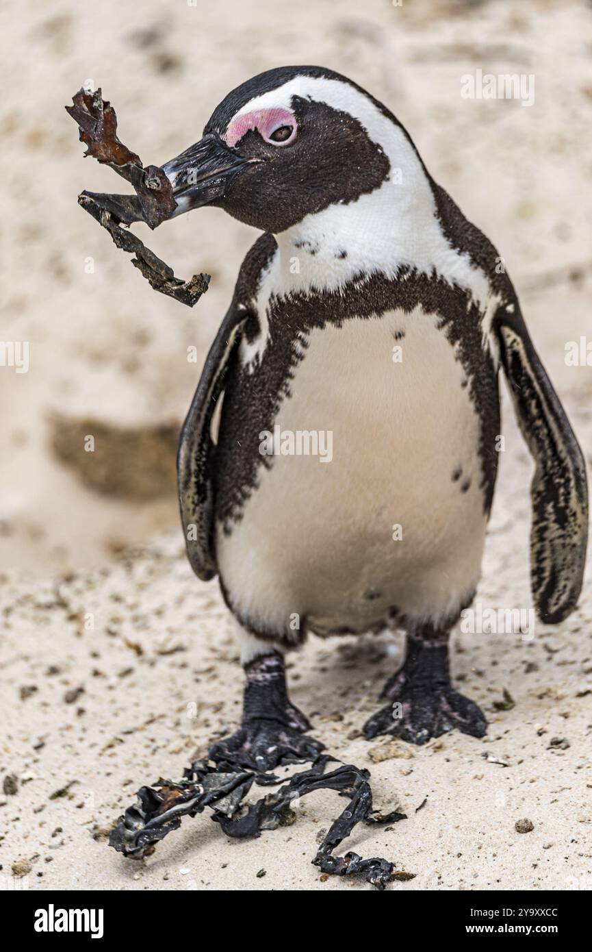 Südafrika, Westkap, Simon's Town, Boulders Beach, afrikanische Pinguine (Spheniscus demersus) Stockfoto