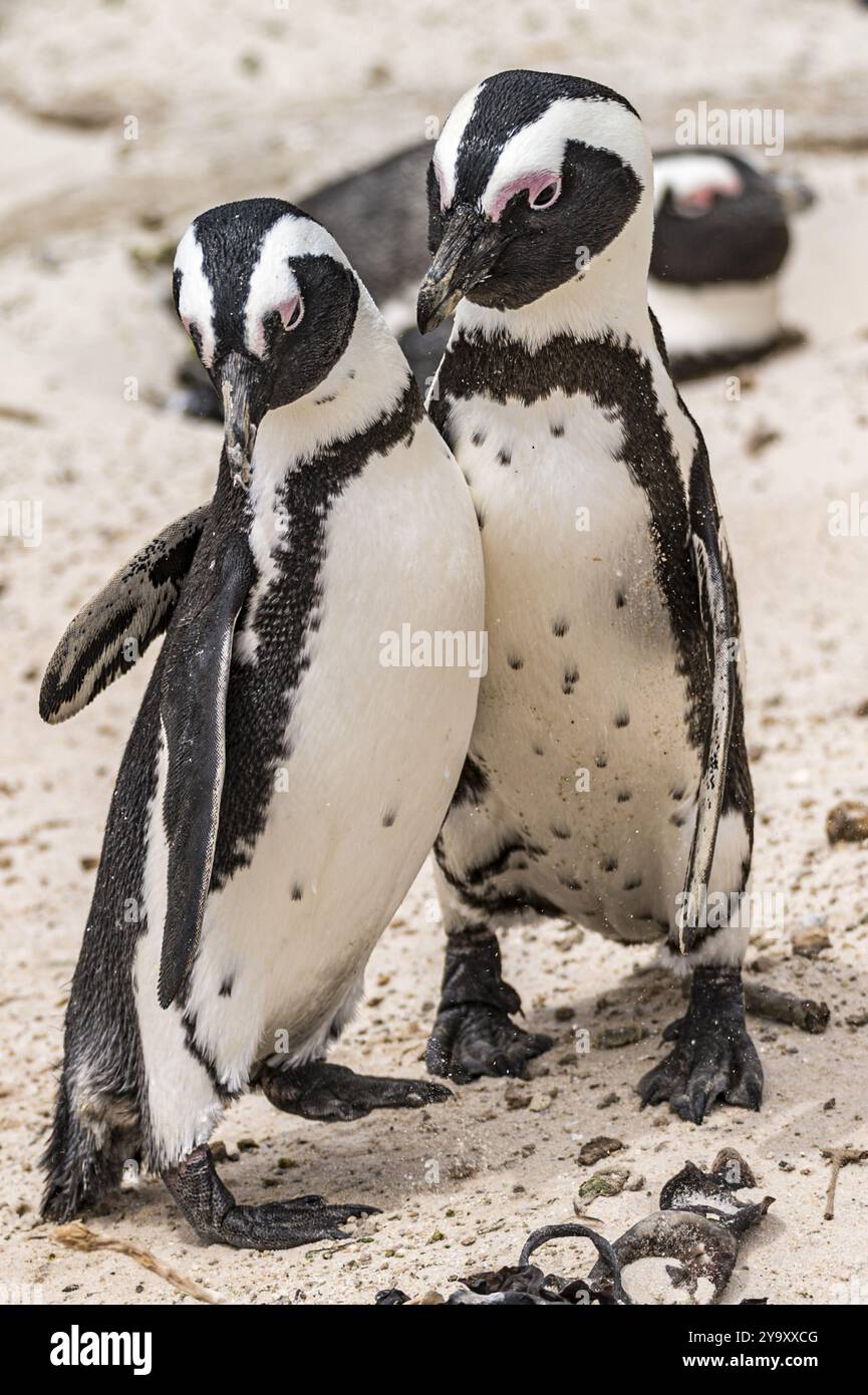 Südafrika, Westkap, Simon's Town, Boulders Beach, afrikanische Pinguine (Spheniscus demersus) Stockfoto
