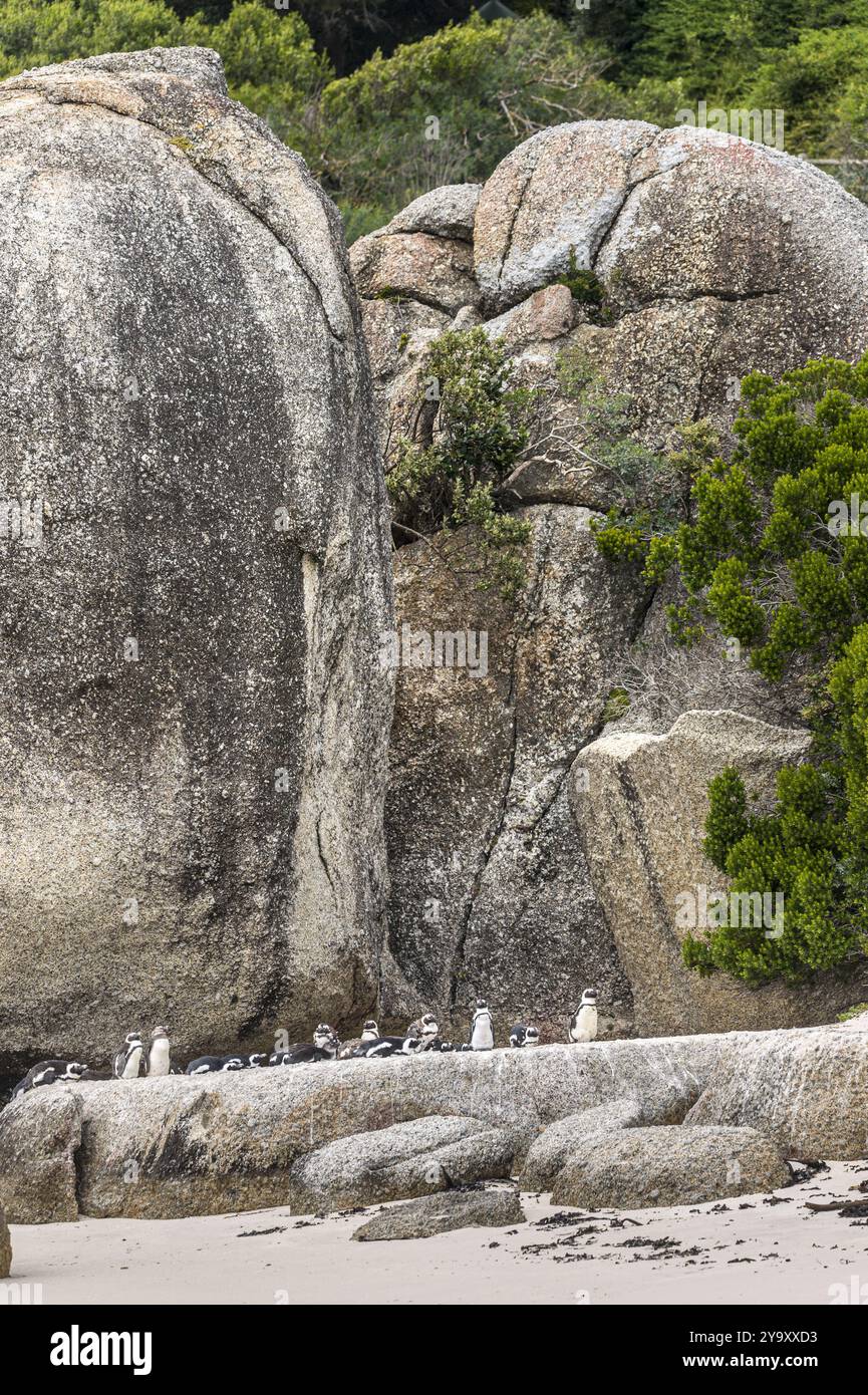 Südafrika, Westkap, Simon's Town, Boulders Beach, afrikanische Pinguine (Spheniscus demersus) Stockfoto