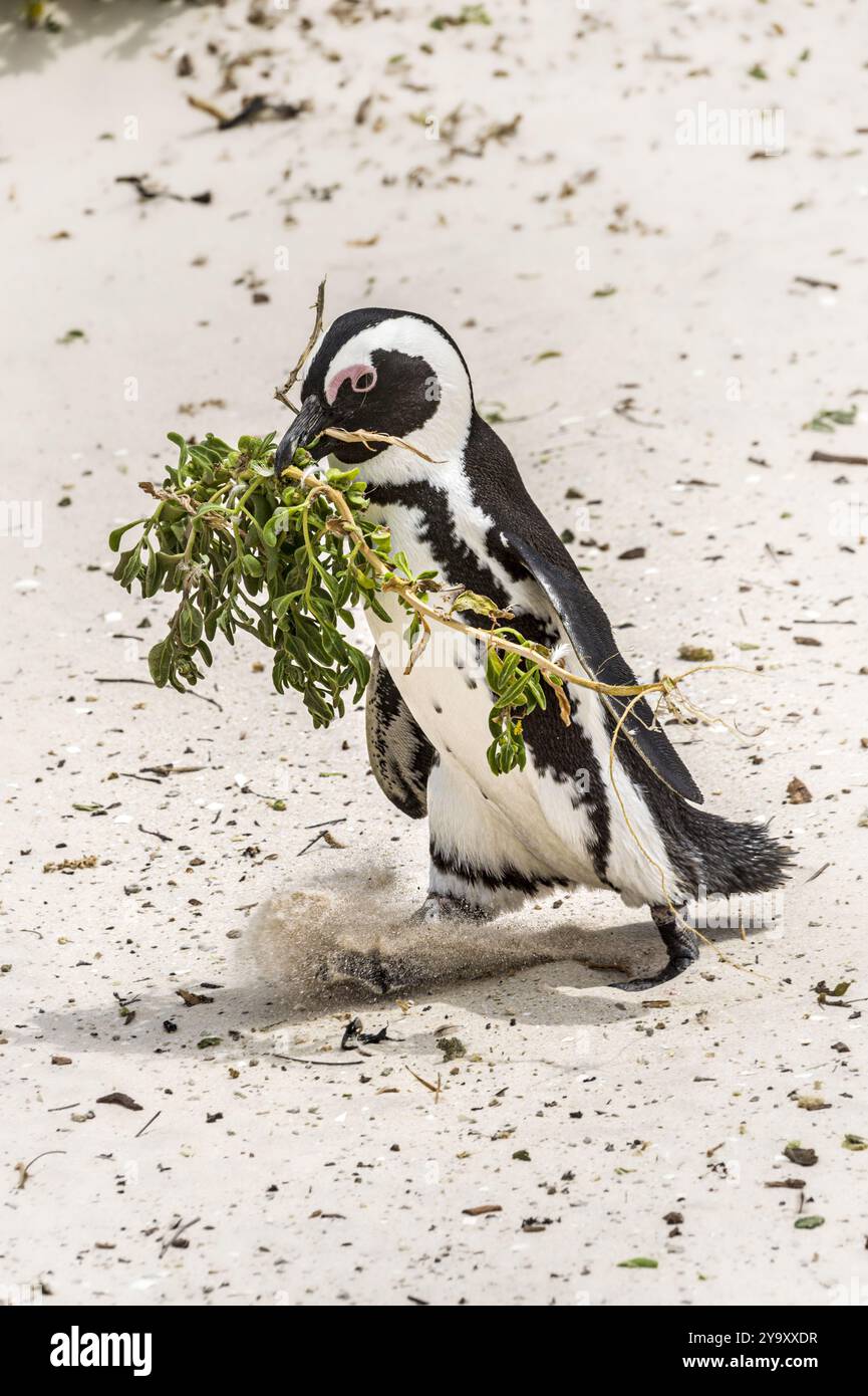 Südafrika, Westkap, Simon's Town, Boulders Beach, afrikanische Pinguine (Spheniscus demersus) Stockfoto
