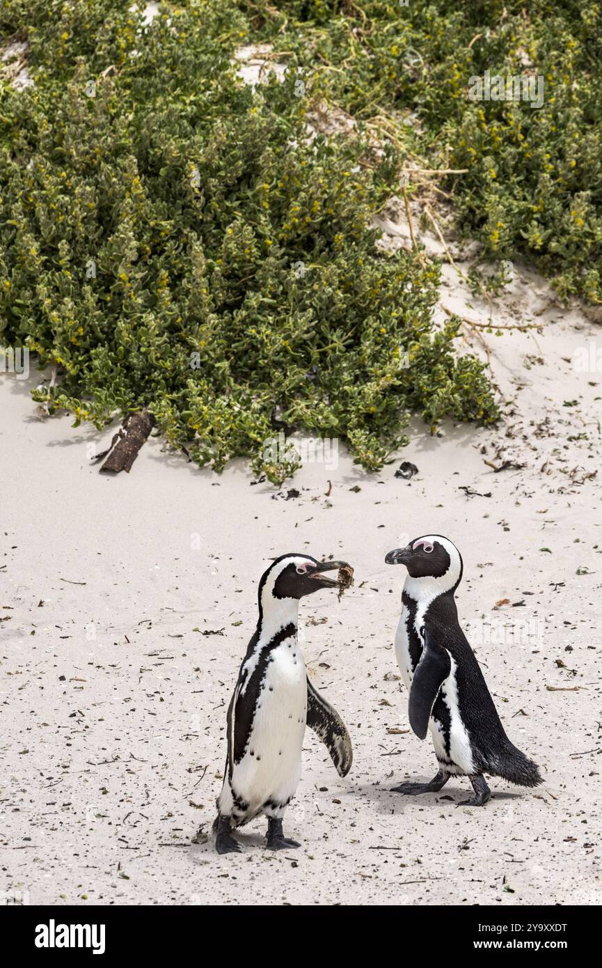 Südafrika, Westkap, Simon's Town, Boulders Beach, afrikanische Pinguine (Spheniscus demersus) Stockfoto