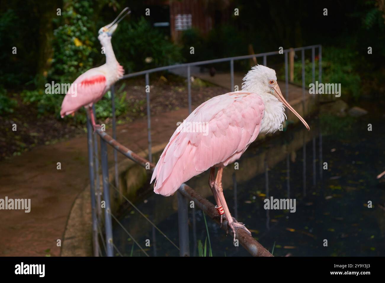 Frankreich, Ain, Villars les Dombes, Vogelpark, Rosa Löffelschnabel (Ajaia ajaja) Stockfoto