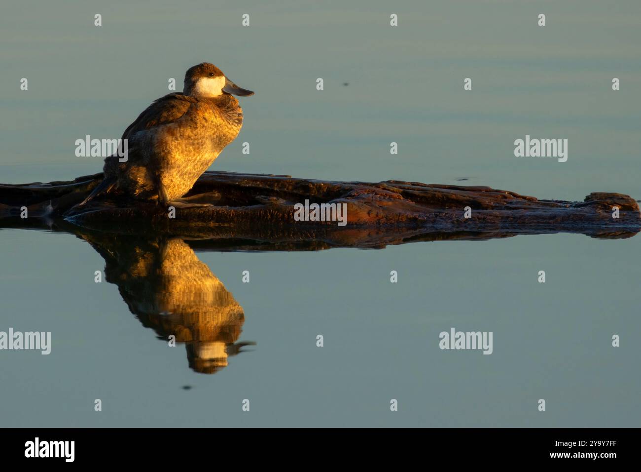 Ruddyente (Oxyura jamaicensis), McNary National Wildlife Refuge, Washington Stockfoto